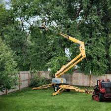 Best Lawn Renovation and Restoration  in Plainview, NY