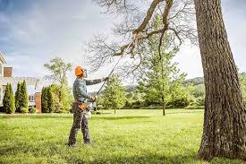 Best Arborist Consultation Services  in Plainview, NY