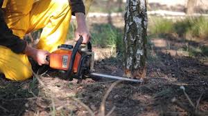 Best Tree Preservation Services  in Plainview, NY