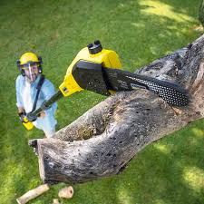 Best Seasonal Cleanup (Spring/Fall)  in Plainview, NY