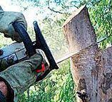 Best Tree Maintenance Programs  in Plainview, NY