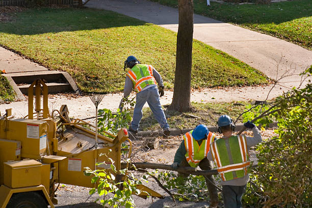 Best Lawn Pest Prevention  in Plainview, NY