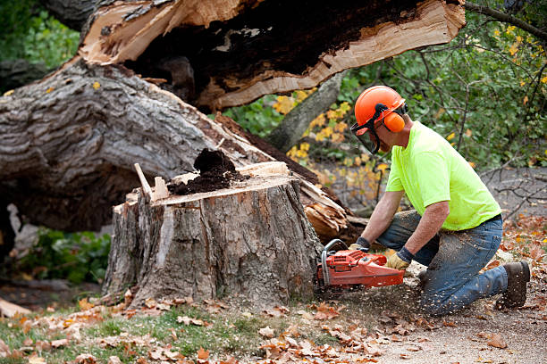 Best Tree and Shrub Care  in Plainview, NY