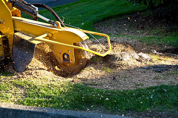 Best Tree Risk Assessment  in Plainview, NY